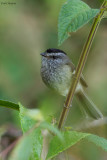 Unstreaked Tit-Tyrant 