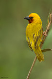 Southern Brown-throated Weaver