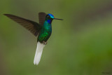 White-Tailed Starfrontlet