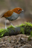 Bicolored Antpitta (Antpittas)