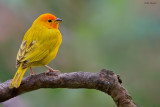 Saffron Finch 