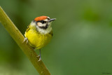 Rufous-crowned Tody-Tyrant