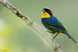 Purplish-mantled Tanager