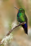 Glowing Puffleg