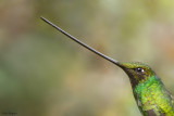 Sword-billed Hummingbird 