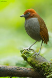 Chestnut-naped Antpitta