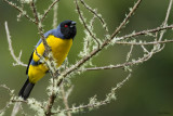 Hooded Mountain-Tanager