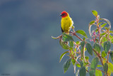 Red-hooded Tanager 