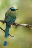 Highland Motmot