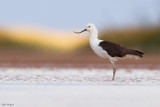 Andean Avocet