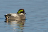 Falcated Duck