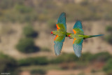 Red-fronted Macaw 