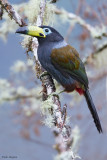 Hooded Mountain Toucan