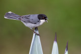 Black-capped Warbling Finch 