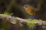 Rufous Antpitta
