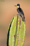 White-fronted Woodpecker