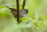 Grey-hooded Parrotbill 