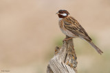 Pine Bunting
