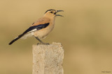 Mongolian Ground Jay