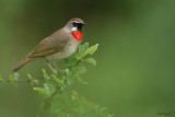 Siberian Rubythroat