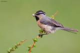 White-browed Tit