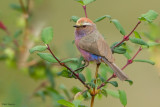 White-browed Tit-warbler 