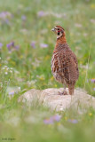 Tibetan Partridge