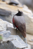 Wallcreeper