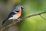 Grey-headed Bullfinch