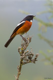 White-throated Redstart