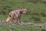 Tibetan Fox