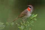 Siberian Rubythroat