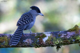 Giant Antshrike