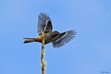Rufous-throated Solitaire 