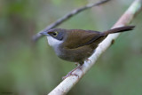 Eastern Chat-Tanager
