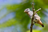 Buff-throated Purpletuft 