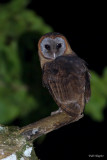 Ashy-faced Owl 