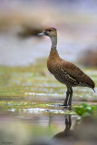 West Indian Whistling Duck 
