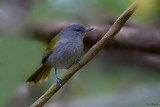 Green-tailed Warbler