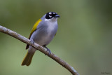 Black-crowned Palm-tanager