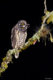 Stygian Owl