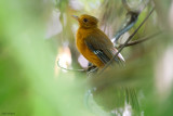 Rufous Twistwing 