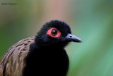 Black-spotted bare-eye 