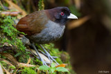 Pale-billed antpitta