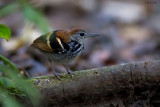 Banded Antbird 