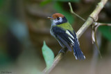 White-cheeked tody-flycatcher