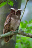 Crested Owl