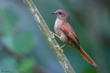 Ash-browed Spinetail