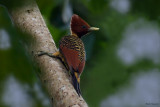 Rufous-headed Woodpecker 