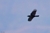 Hispaniolan Palm Crow 